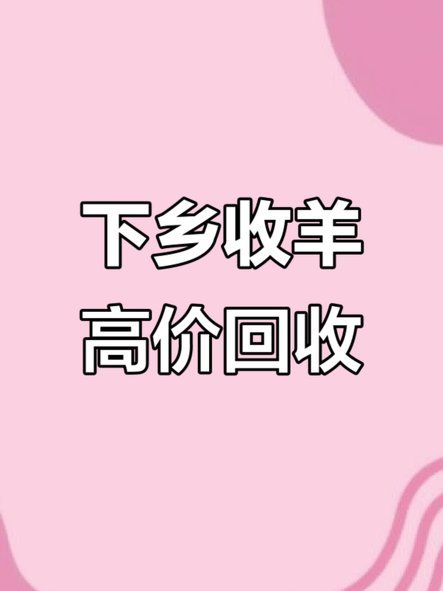 羊小咩商家回收价格
