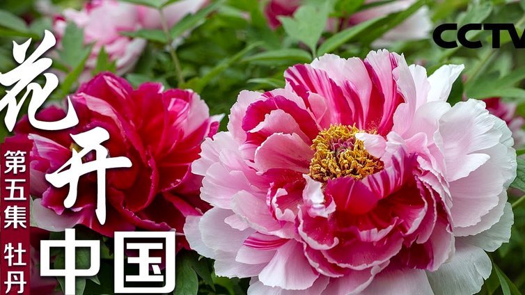 花呗套贴吧 现金违法吗