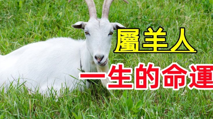 羊小咩借贷靠谱吗？看这里！