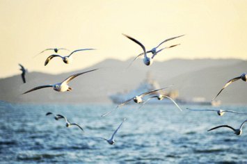 还了钱为何还要继续还：海鸥平台的循环陷阱