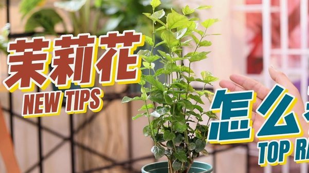 携程拿去花怎么套出来