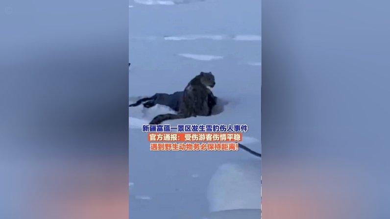 官方回应天山后峡雪豹死亡事件