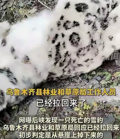 官方回应天山后峡现死亡雪豹