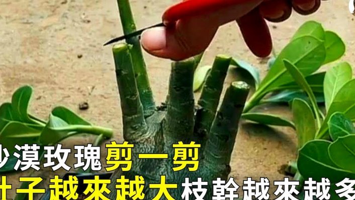 秒花花贷款怎么样