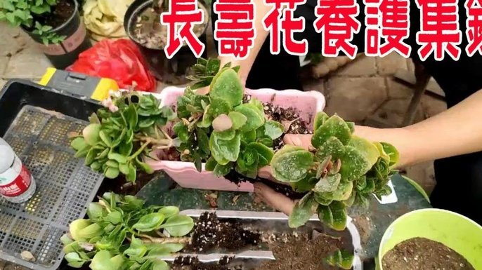 花呗套现渠道揭秘：平台功能、风险与注意事项