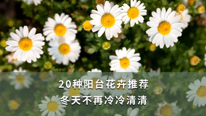 花呗秒套平台有哪些 取现功能