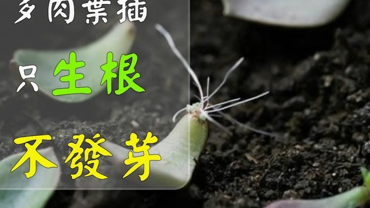 从选花到布置全攻略