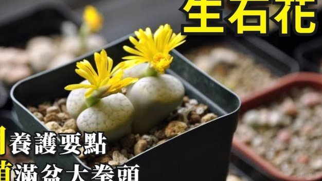 怎么套花呗现金