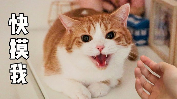 花呗天猫额度券怎么用？