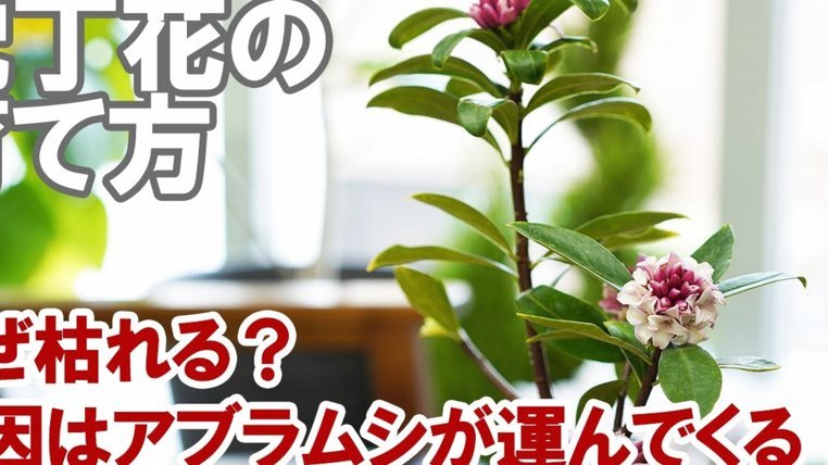 拿去花套现风波  商家终告休止