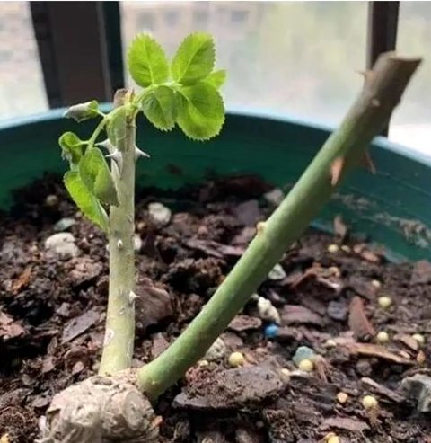 拿去花崩盘：共享经济的教训