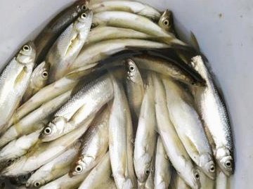 白条何时最容易上钩